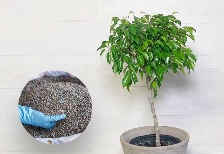 Best Fertilizer for Ficus Tree