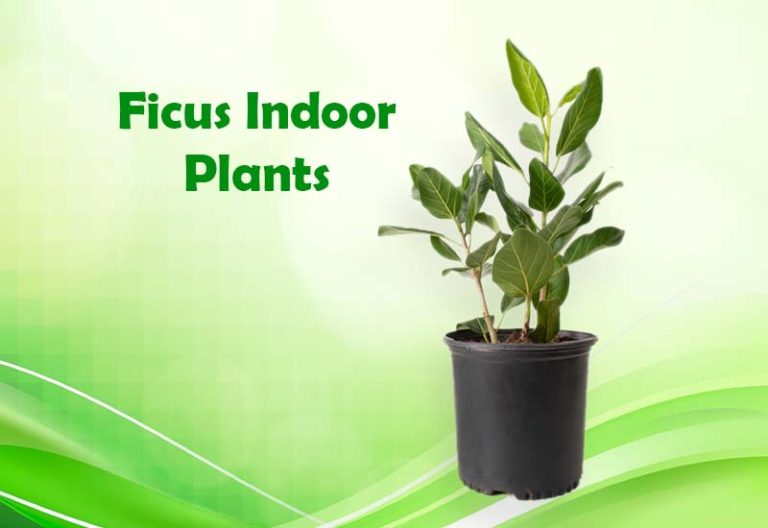 15 Types of Ficus Indoor Plant growth and Care
