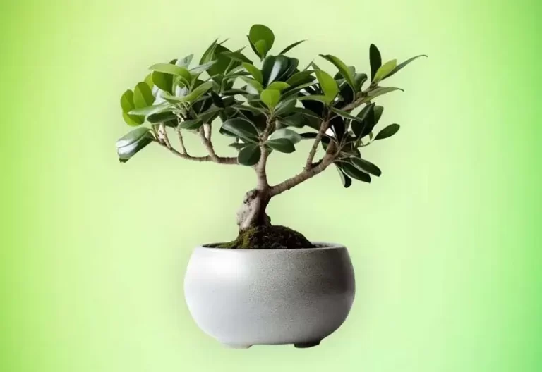 Care and Growth for Ficus Plant or ficus Tree