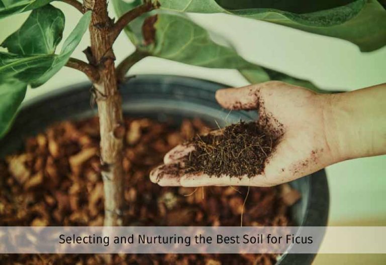 Best Soil for Ficus Plant/Tree