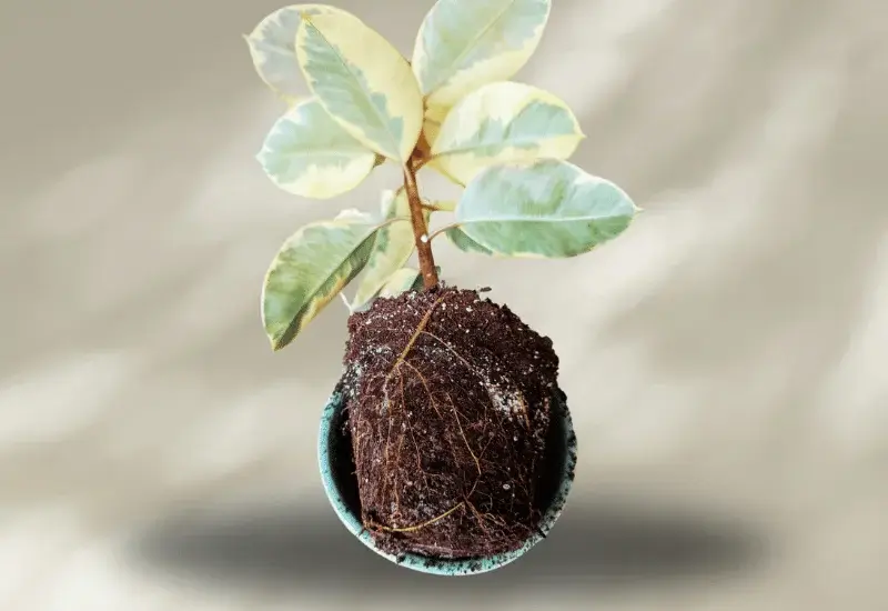 How soil affects Ficus plant health and growth