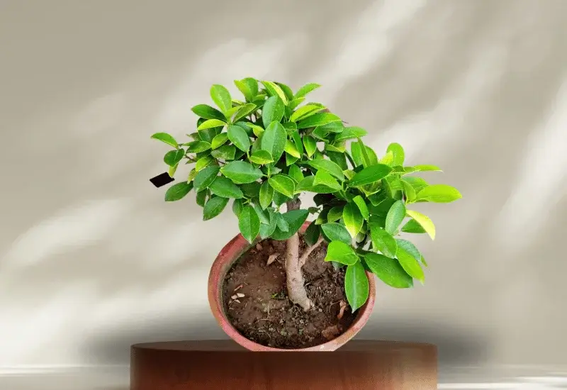 Why Fertilizing Ficus Tree is Important
