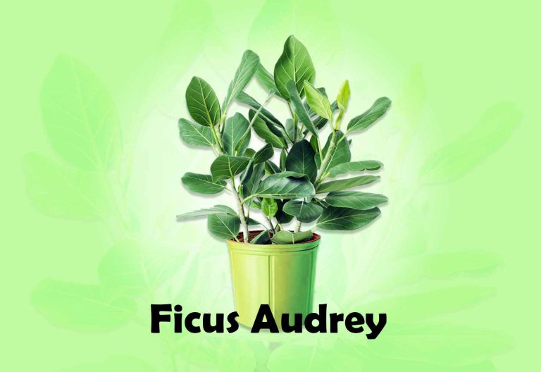 Growth and Care for Ficus Audrey