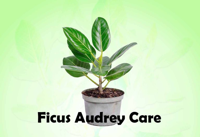 Ficus Audrey care and maintenance