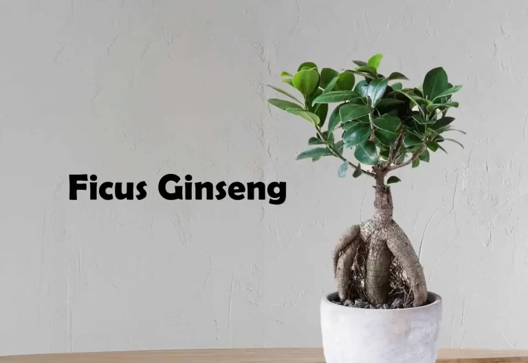 Ficus Ginseng Care and Growth