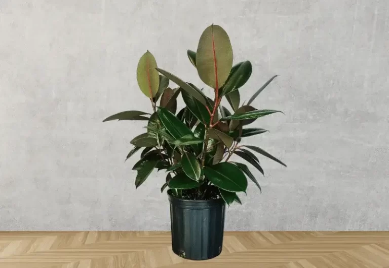 Ficus Burgundy Care and Growth
