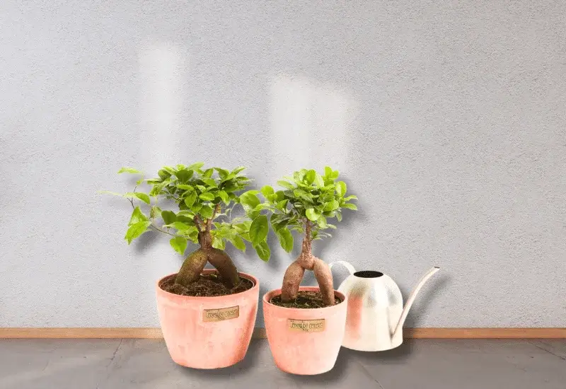Care for ficus ginseng bonsai