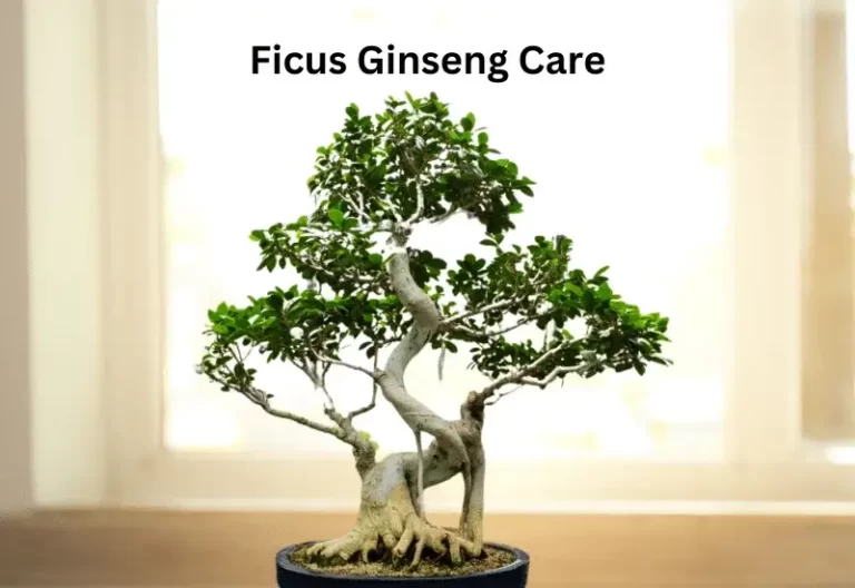 Ficus Ginseng Care Guideline