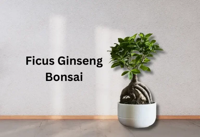 How To Grow Ficus Ginseng Bonsai