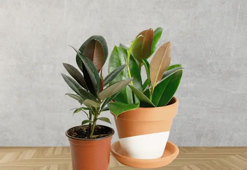 Ficus Burgundy Varieties