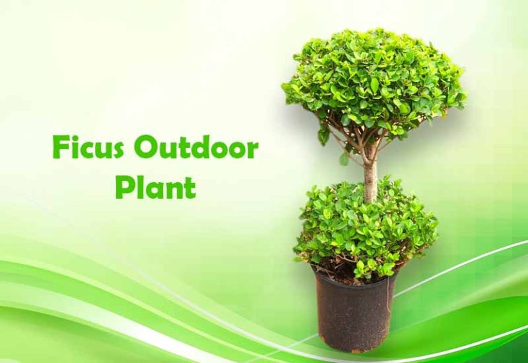 15 Types of Ficus Outdoor Plant Growth and Care