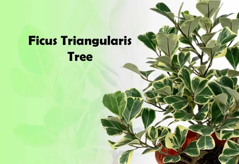 Ficus Triangularis and Ficus Triangularis Bonsai Tree