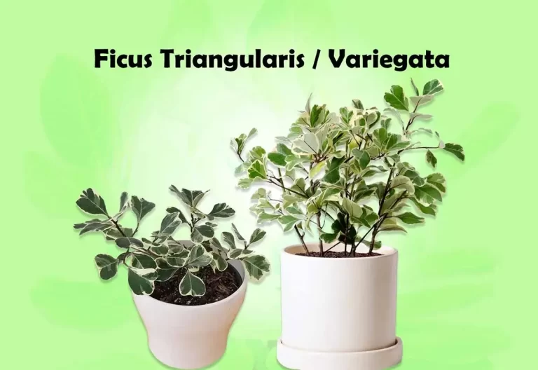 Care for Ficus Triangularis and Ficus Triangularis Variegata