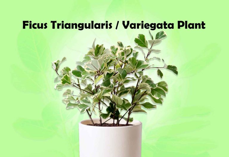 Ficus Triangularis / Variegata Plant Growth and Care