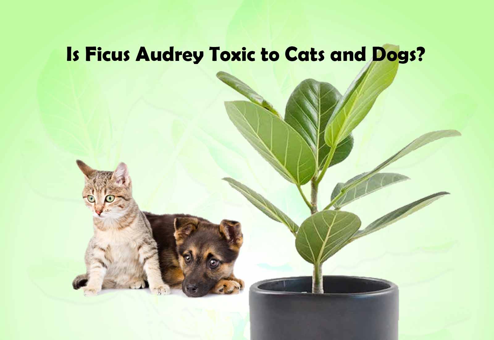 Is Ficus Audrey Toxic to Cats and Dogs? Ficus Pedia