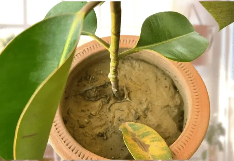 When Ficus Leaves Fall Off, It Might Need Water