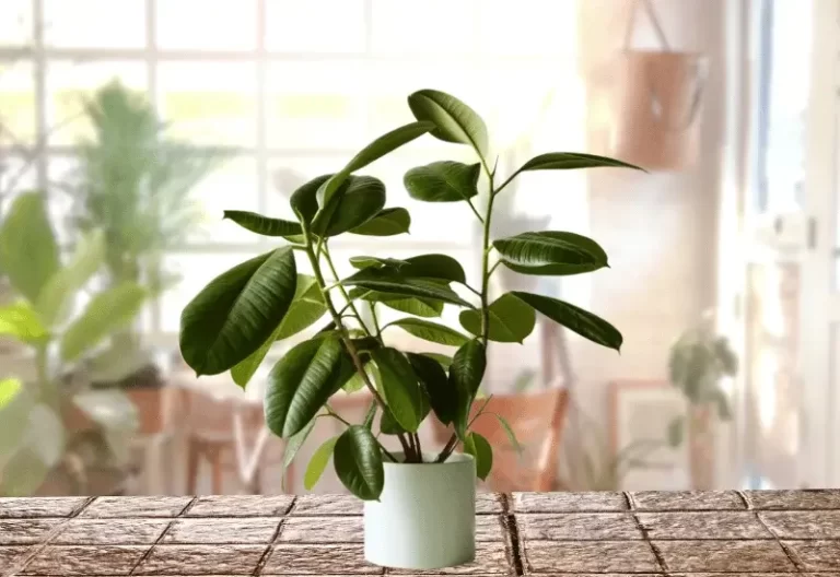 Pruning Your Ficus Tree Effectively and When to Do It