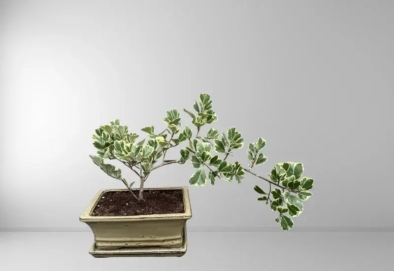 Ficus Triangularis Bonsai