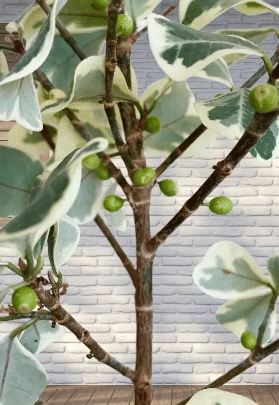 Ficus Triangularis Fruiting