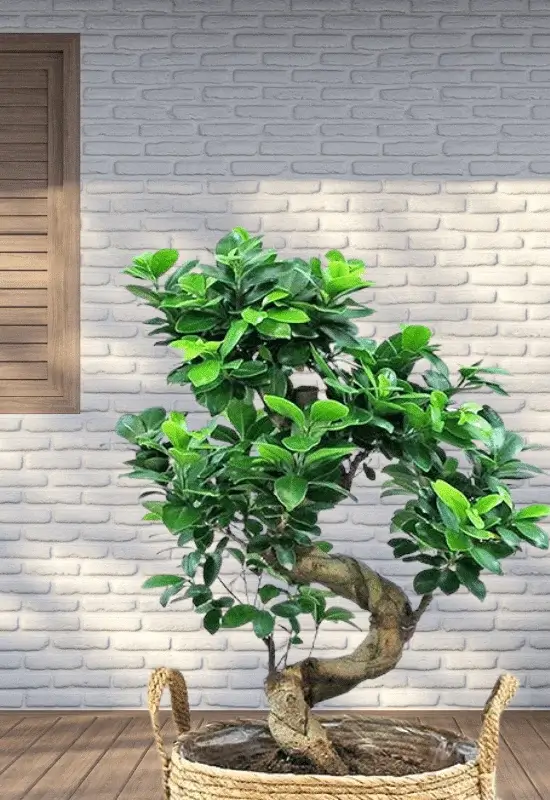 Styling and Design of ficus ginseng bonsai