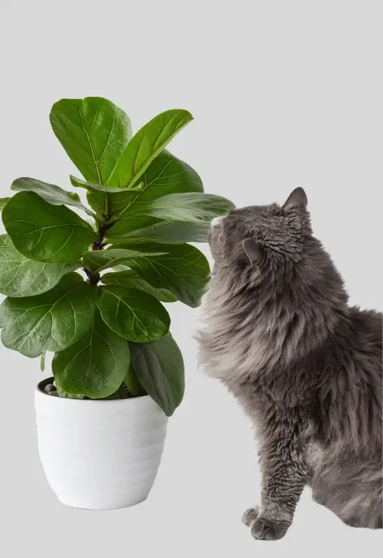Ficus Audrey toxicity to pets