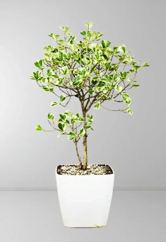 Ficus Triangularis Variegata