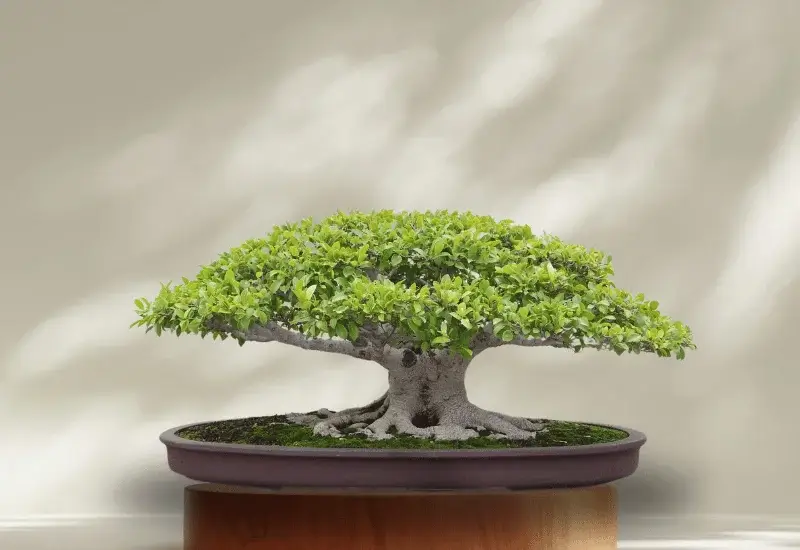 Ficus Virens
