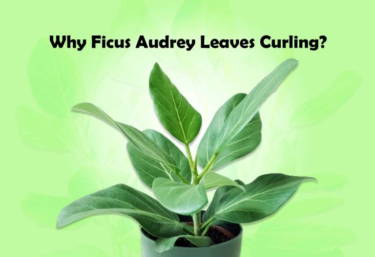Why Ficus Audrey Leaves Curling?