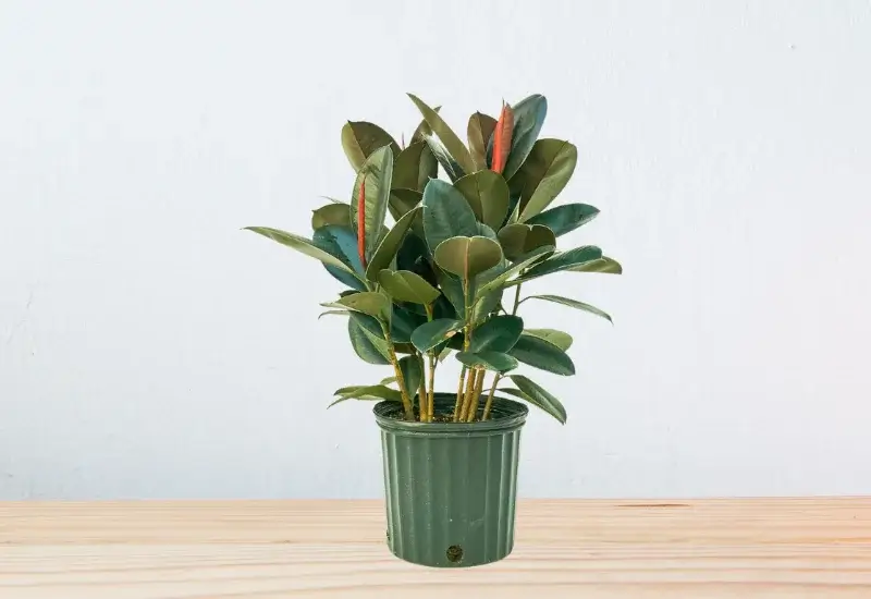 The Beauty of Vigoro Ficus Burgundy