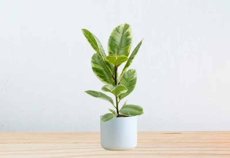 Ficus Tineke Growth and Care