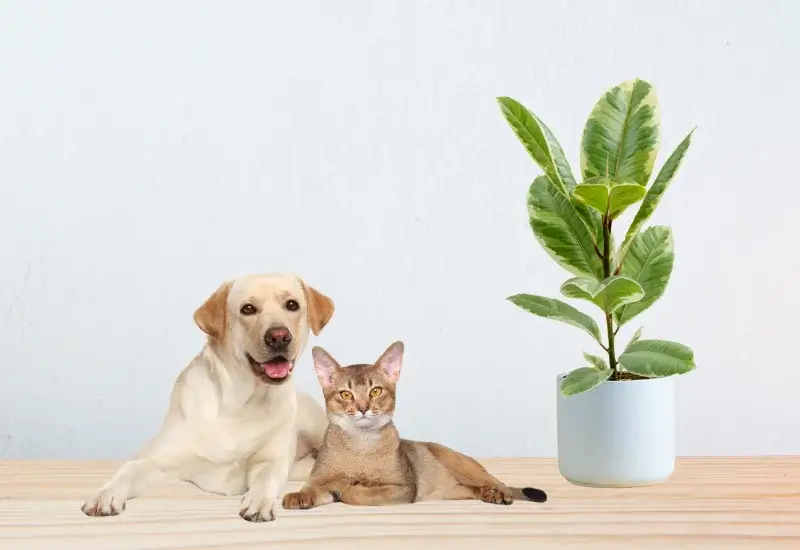 Is Ficus Tineke Toxic to Cats?