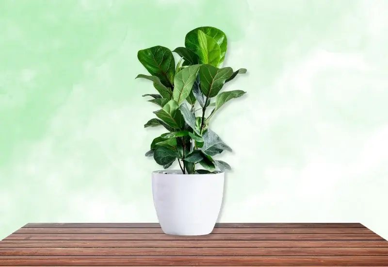 ficus lyrata bambino