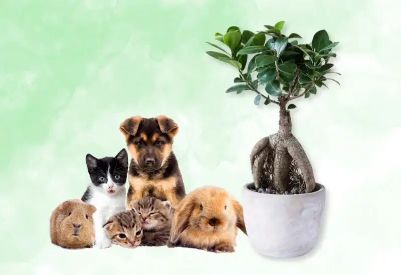 Ficus Ginseng Toxic to pets