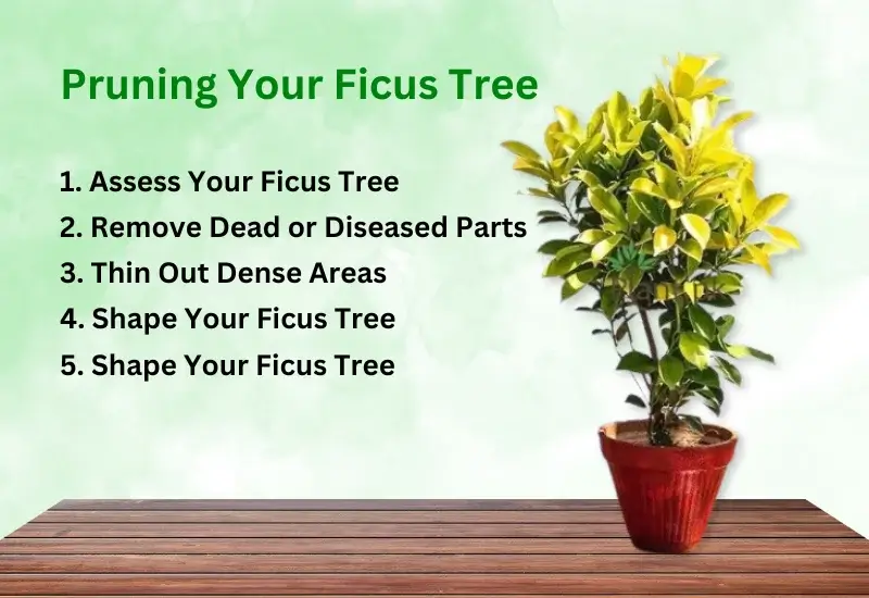 Pruning Your Ficus Tree