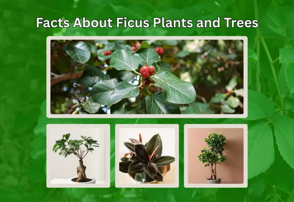 Ficus Plants and Trees